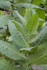 Tabacco Plant